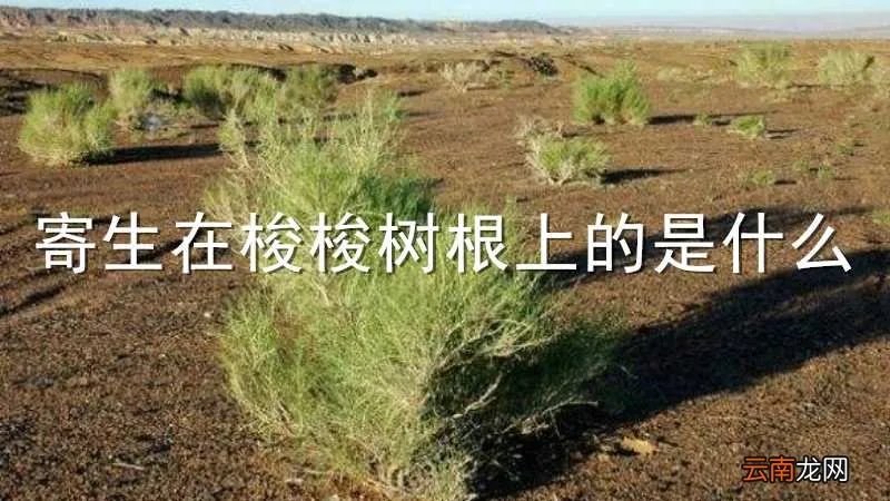 寄生在梭梭树根上的是什么