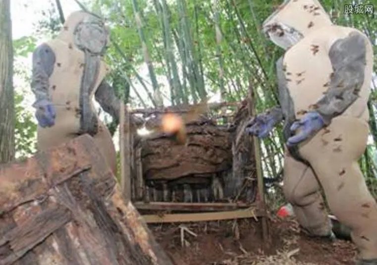 兄弟驯蜂年入百万 年产值超过3百万纯利润超150万