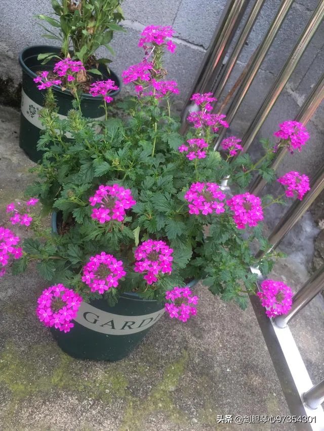 淘宝花店有没有推荐的？