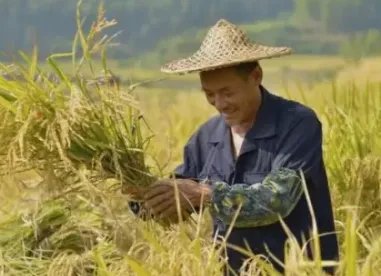 中央向实际种粮农民发100亿元补贴，这有哪些实际意义？