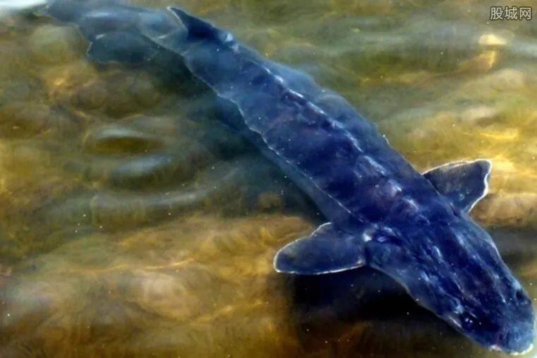 广东鲟鱼案告破 2万斤中华鲟遭投毒死亡损失50万元