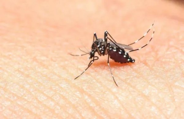 新冠期间更应注意消杀，为何新加坡还会爆发登革热？