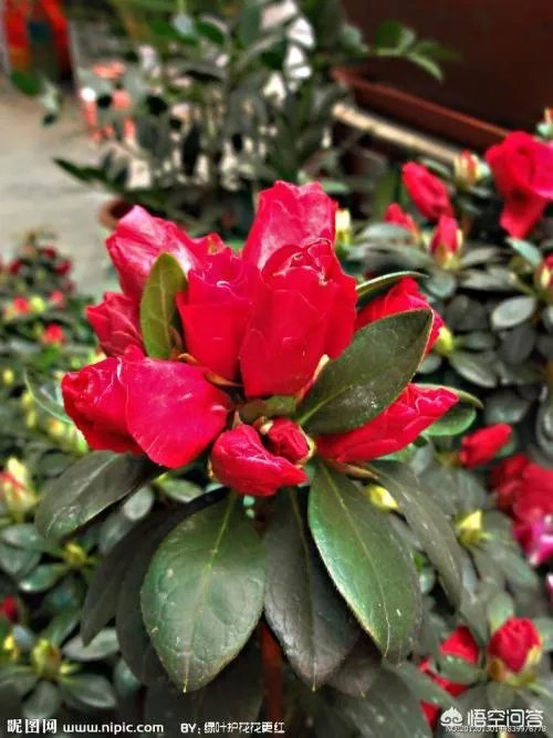 杜鹃花近日刷爆朋友圈，却为何被告诫勿再买？