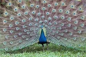 亚洲各国的国鸟是什么?