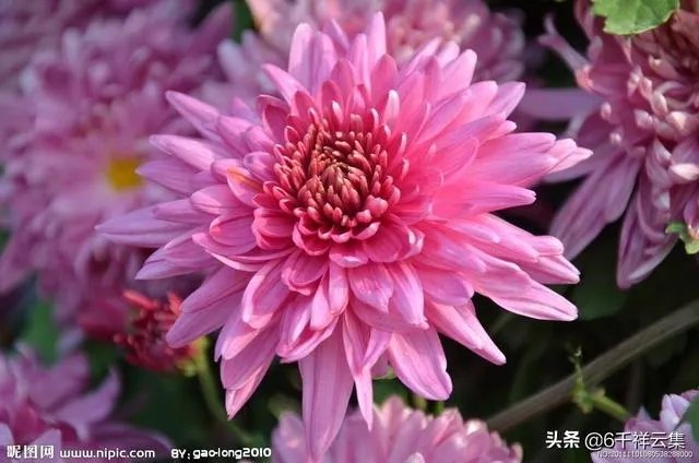 陈林坚23+5三分帮助福建逆转天津，他的三分球能力这么强，为何李楠不带他？