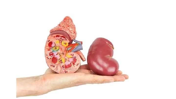 有肾虚的危害有哪些