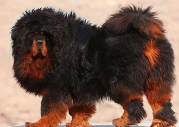 小藏獒是人们最爱饲养的一个品种，纯种小藏獒的价格是多少呢？