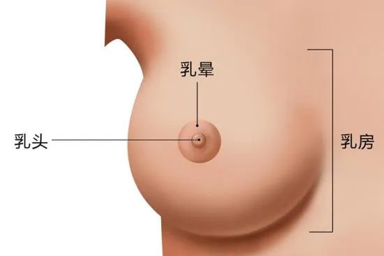 正常乳头图片