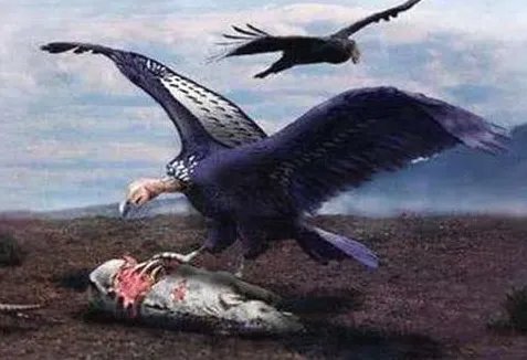 阿根廷巨鸟有多大?阿根廷巨鸟为什么会灭亡?