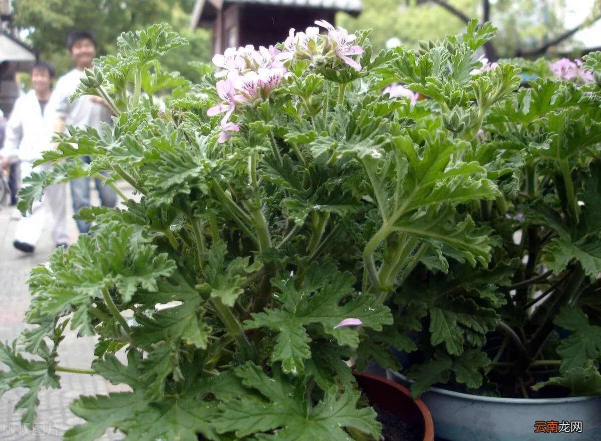 驱蚊效果最好的植物 清香木驱蚊草真的能驱蚊吗