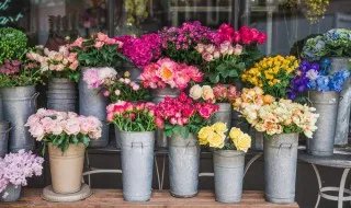 抢救花草的抢什么意思 抢救花草的抢的解释