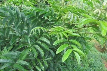 壮根藤的功效与作用