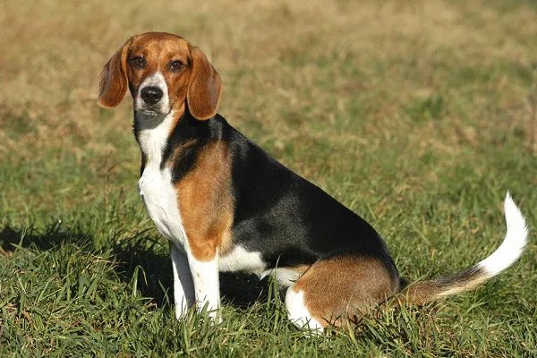 保定9岁女童上学路上被两只大狗咬死,城市里有哪些烈性犬千万不要养?