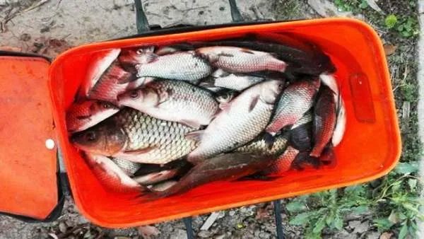 冬季钓鱼关于用饵有什么讲究？