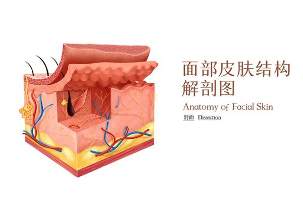 嚼槟榔脸变大怎么恢复