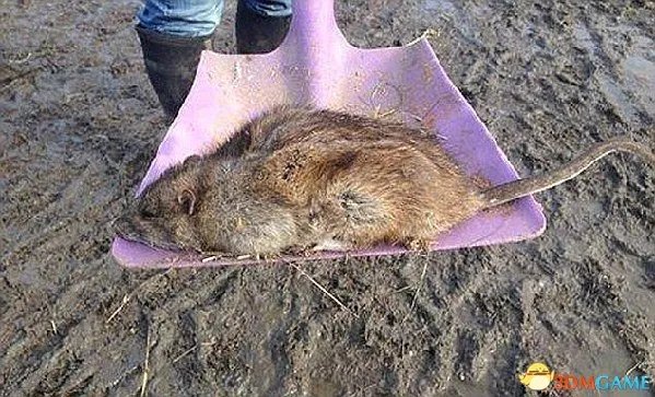 英国频现巨型老鼠 体形堪比家猫对传统老鼠药免疫