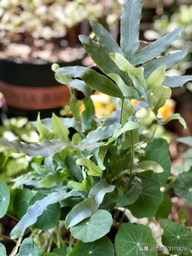 淘宝花店有没有推荐的？