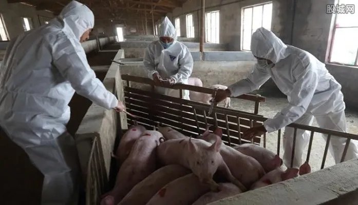 猪瘟病毒最新消息 三全水饺猪瘟病毒排除了吗？