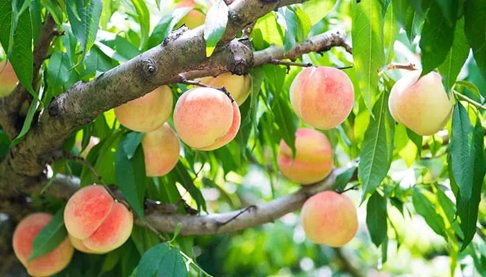 桃子属于什么类水果 桃子属于哪类水果