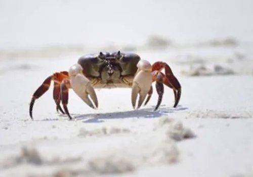 成语无肠公子的意思