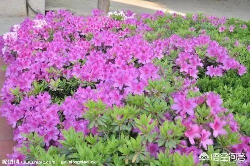 杜鹃花近日刷爆朋友圈,却为何被告诫勿再买?