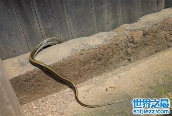 蛇进家门不能打的真相竟是这样,民间传闻被神化