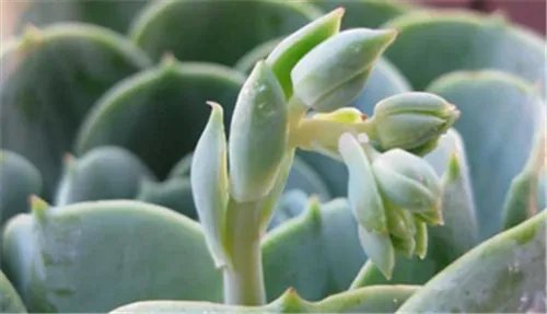 观音莲开花吗   如何养殖观音莲