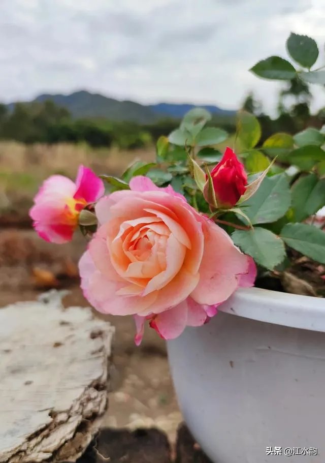 淘宝花店有没有推荐的？