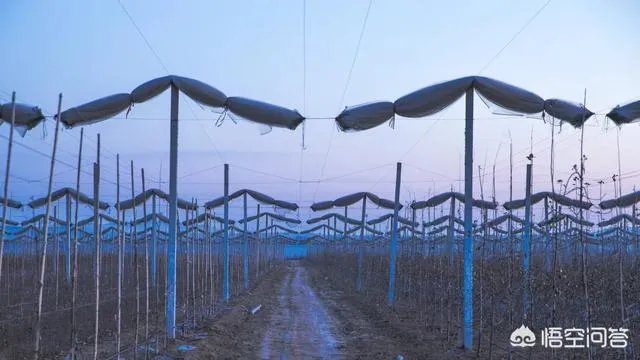 农村果园覆盖的防冰雹网是否能起到作用？