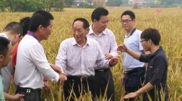 袁隆平水稻破纪录 双季水稻年亩产量达3075.56斤