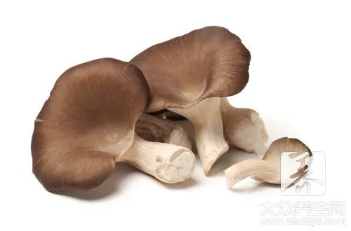 冬菇的功效与作用有哪些