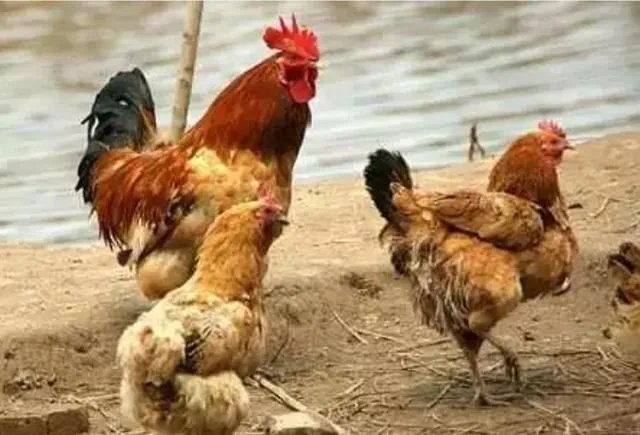 适合湖北农村小型养殖场的散养土鸡哪个品种好?