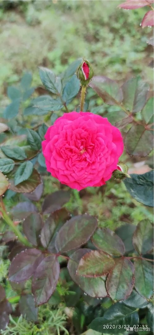 淘宝花店有没有推荐的？