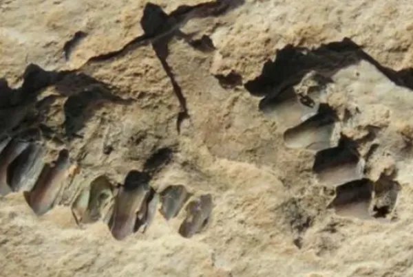 沙特发现距今12万年前人类脚印，专家对此有何表示？