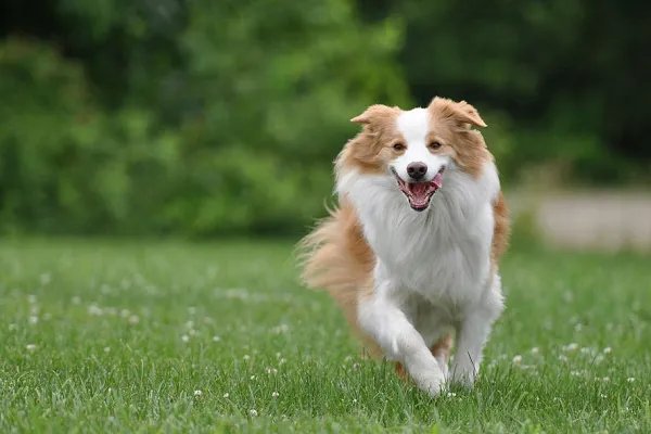 保定9岁女童上学路上被两只大狗咬死,城市里有哪些烈性犬千万不要养?