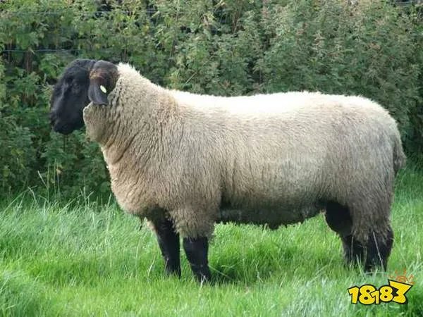 以下哪种动物的瞳孔是长方形的?_蚂蚁庄园今日答案