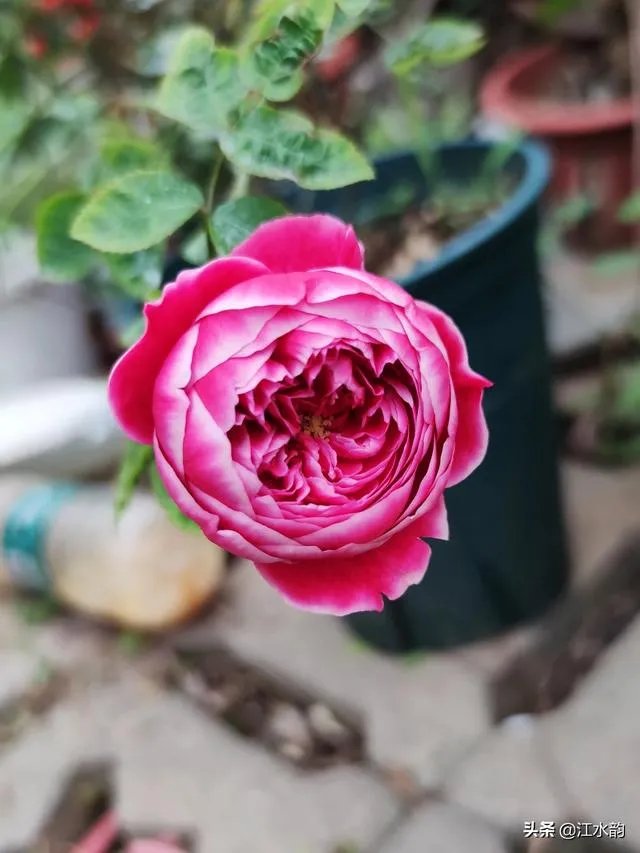 淘宝花店有没有推荐的？