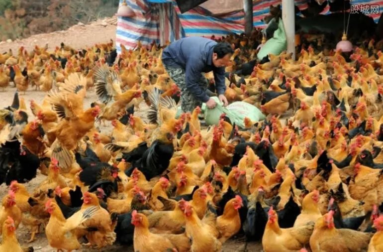 老母鸡已活27年 老母鸡真的可以活那么久吗