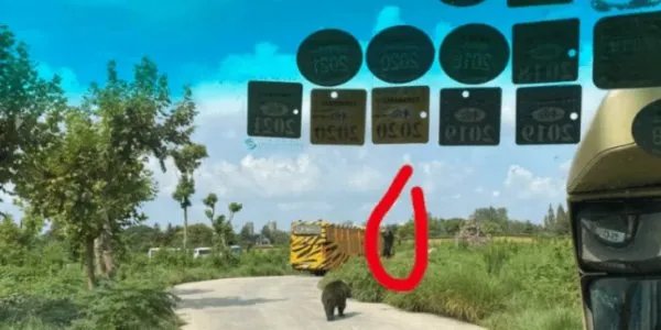 如何看待游客讲述上海野生动物园的游览经历？