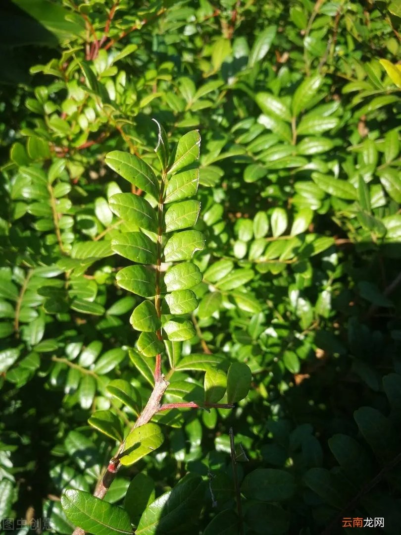 驱蚊效果最好的植物 清香木驱蚊草真的能驱蚊吗