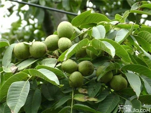 【核桃】8518核桃知识介绍  8518核桃品种优势