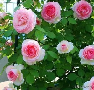 淘宝花店有没有推荐的？