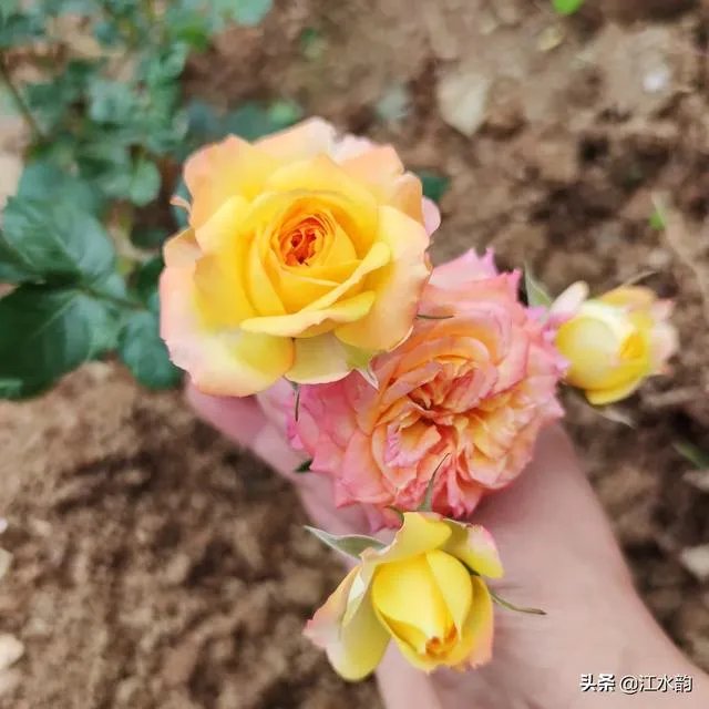 淘宝花店有没有推荐的？