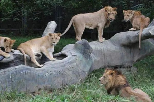 赵忠祥动物世界经典台词是什么?