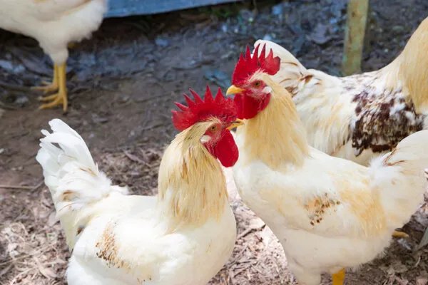 韩国扑杀440多万只家禽，禽流感有什么传播途径？