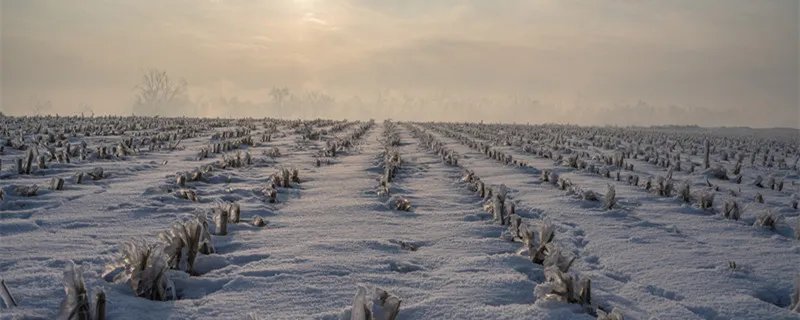 三九天种小麦的歇后语 三九天种小麦歇后语的下一句