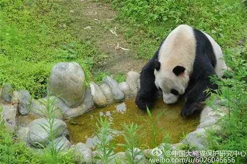 传奇大熊猫去世:全球圈养1/4都是她生的