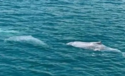 新加坡现粉色海豚，这是一种什么类别的海豚？