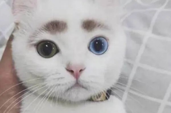 阴阳眼是真的吗 阴阳眼修行者的真实经历（网友杜撰）