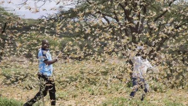 印度的蝗虫灾害会蔓延到中国吗?为什么?